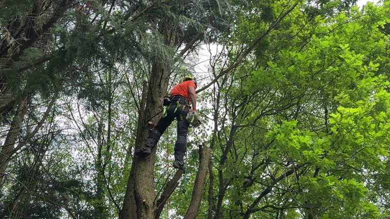 How Our Tree Care Process Works  in  Sea Breeze, NC